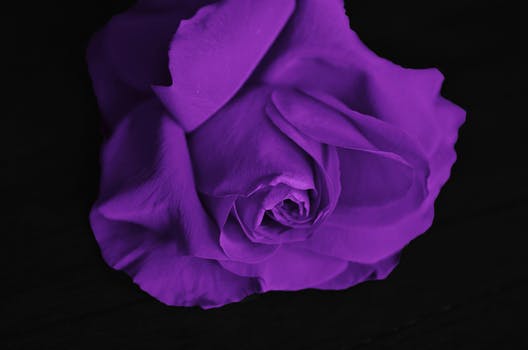 Purple Roses