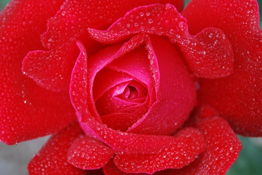 Rose Day