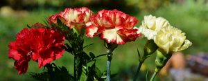 carnations flower