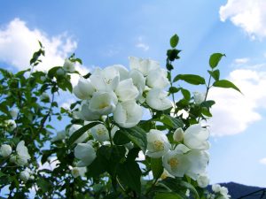 jasmine flower