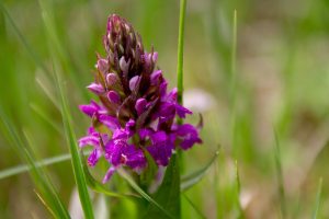 orchid flower