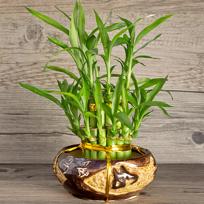 Bamboo Plant