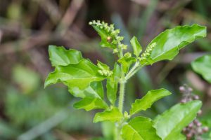 Holy Basil