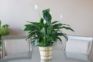 Peace Lily