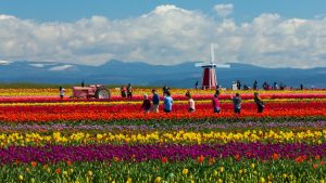 Wooden Shoe Tulip Farm, Woodburn, OR