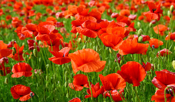 Poppy — Another August Birthday Flower!