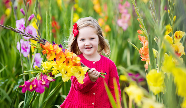 Gladiolus—the August birth flower 