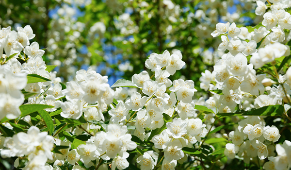 Jasmine Flower