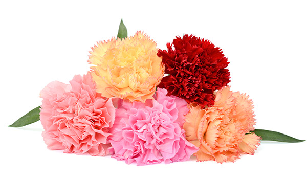 Carnations