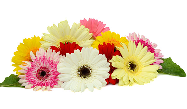 Gerberas