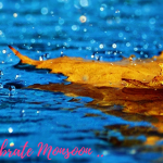 Celebrate Monsoon