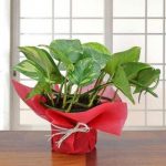plants