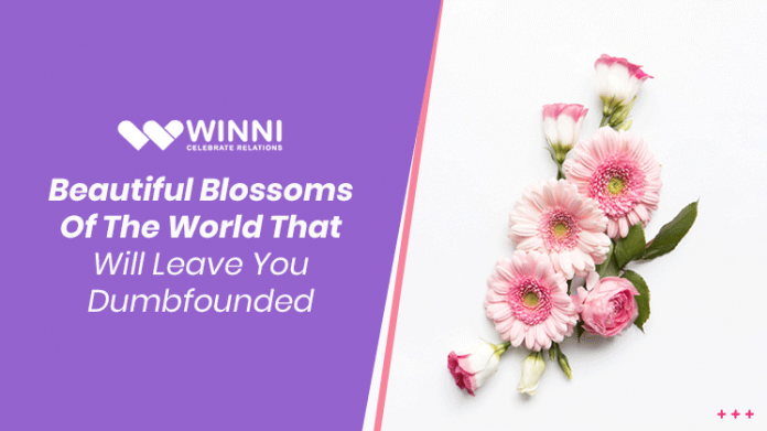 Beautiful Blossoms Of The World That Will Leave You Dumbfounded