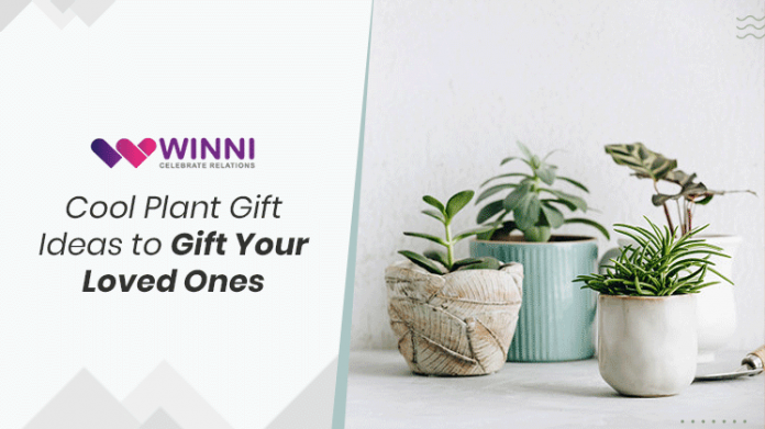 Cool Plant Gift Ideas to Gift Your Loved Ones