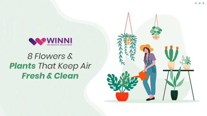 8 Flowers & Plants That Keep Air Fresh & Clean