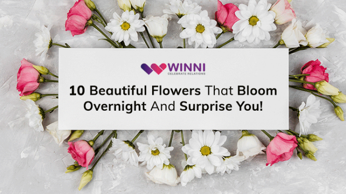 10 Beautiful Flowers That Bloom Overnight And Surprise You!