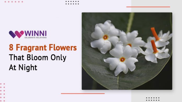8 Fragrant Flowers That Bloom Only At Night