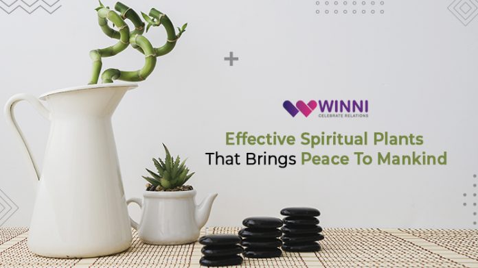 Effective Spiritual Plants That Brings Peace To Mankind