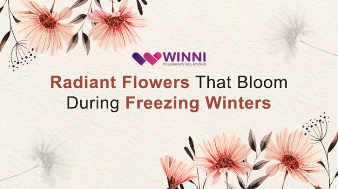 Radiant Flowers That Bloom During Freezing Winters