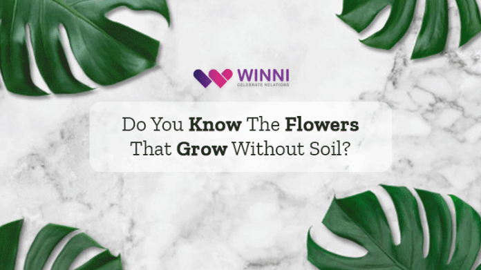 Do You Know The Flowers That Grow Without Soil? Have A Look!