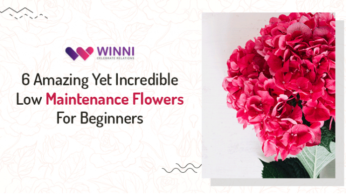 6 Amazing Yet Incredible Low Maintenance Flowers For Beginners