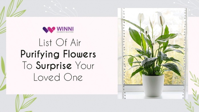 List Of Air Purifying Flowers To Surprise Your Loved One