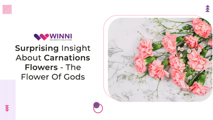 Surprising Insight About Carnations Flowers - The Flower Of Gods