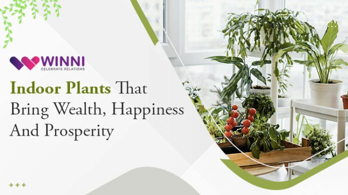 Indoor Plants That Bring Wealth, Happiness And Prosperity