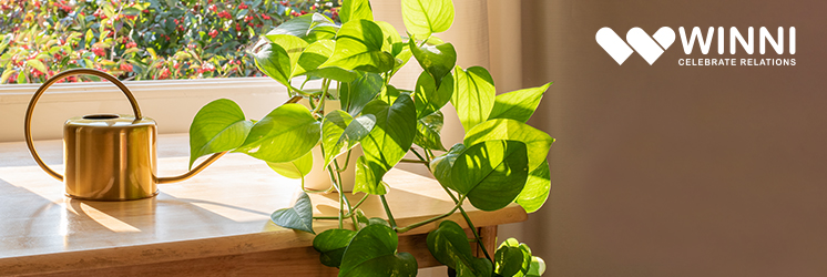 Golden Pothos - Indoor Plant from Winni