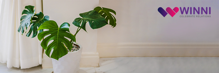 Philodendron - Indoor Plant 