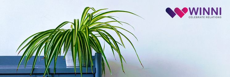 Spider Plant for air purification - Indoor Plant