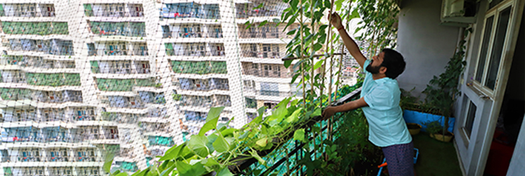 Balcony Garden