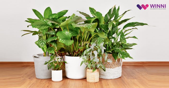 Low-Maintenance Indoor Plants