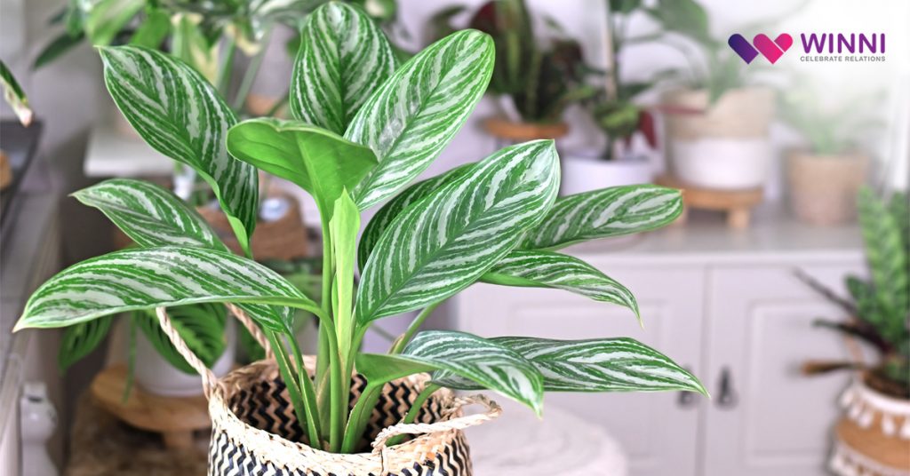 Chinese Evergreen