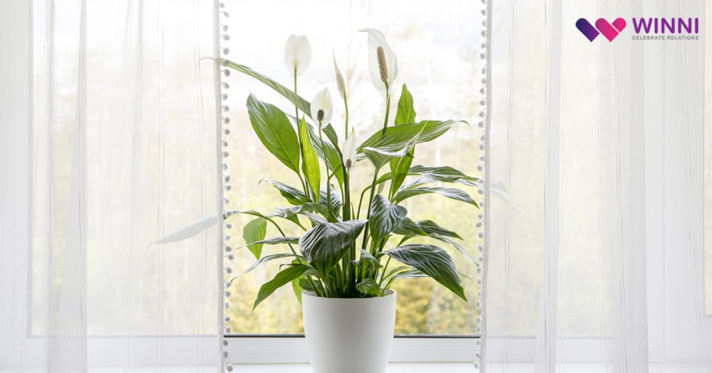 Peace Lily