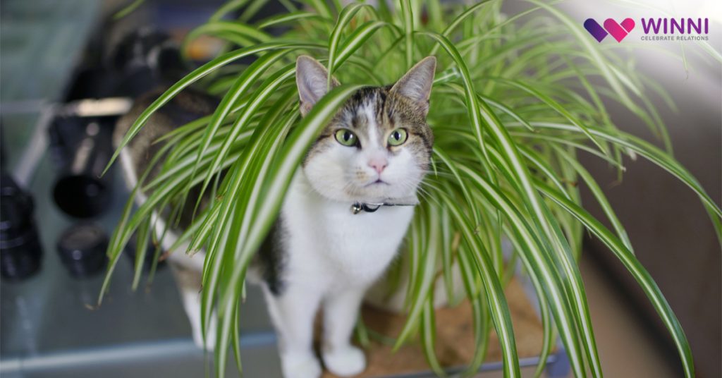 Spider Plant