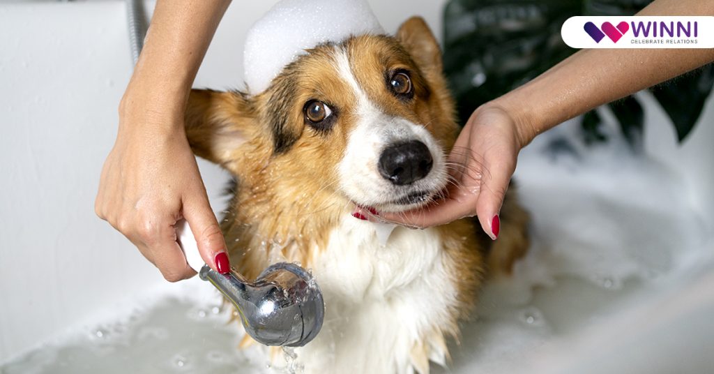 Dog Grooming