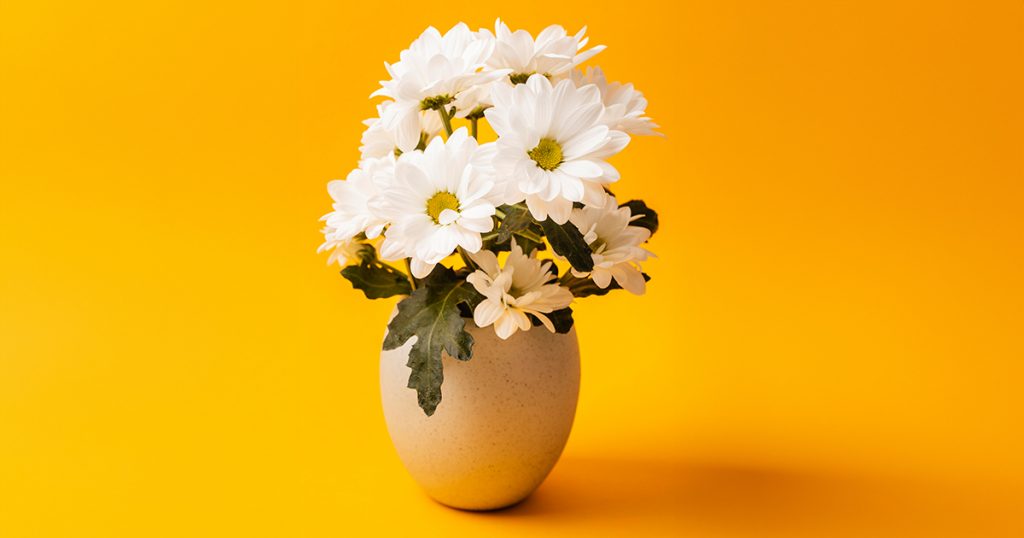 Chrysanthemums for Winters and Diwali