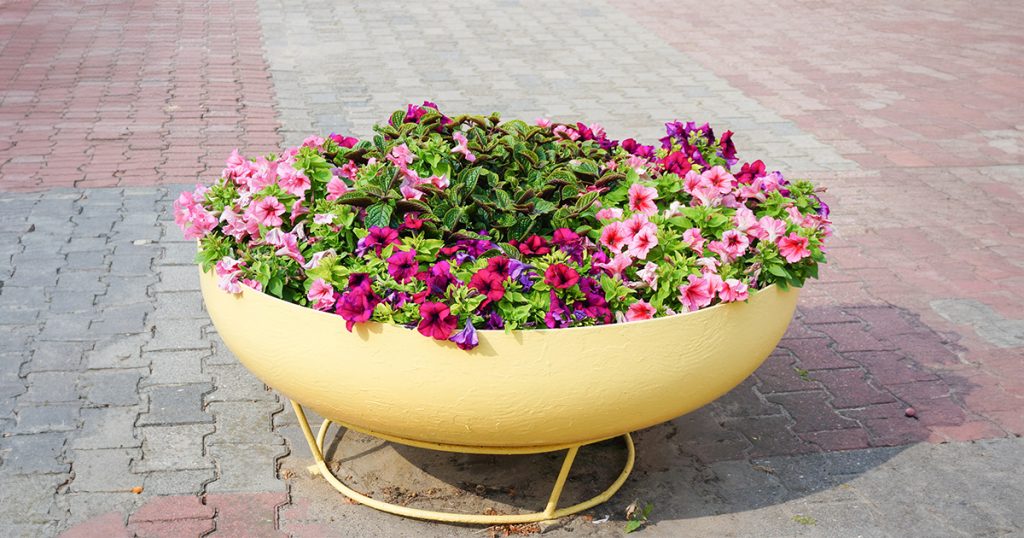 Petunia's - Winter’s Colorful Carpet for Diwali Decoration
