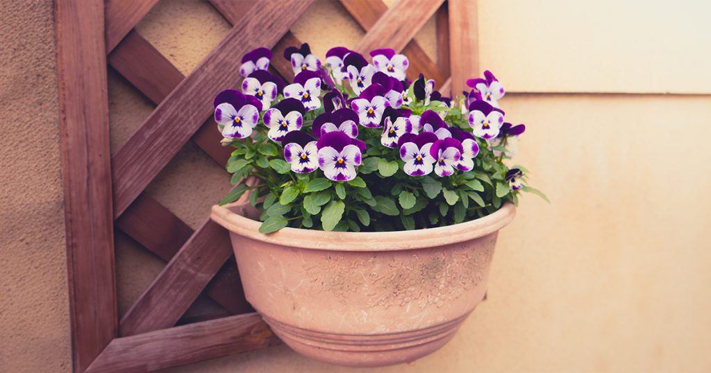 Charming Pansy for a colorful diwali