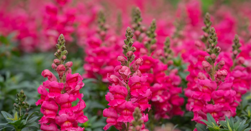Snapdragons for Diwali and Winter Decorations 